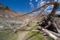 Crazy looking dead tree along the 20 Lakes Basin trail in the California Sierra Nevada Mountains of Mono County
