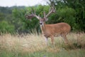 Crazy looking non-typical whitetail buck looking ahead Royalty Free Stock Photo