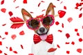 Crazy in love valentines dog