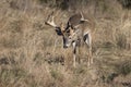 Crazy non-typical whitetail buck on trail of doe Royalty Free Stock Photo