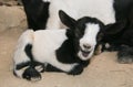 Crazy portrait of little goat