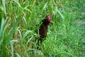 Crazy Rooster Jumps out from Tall Grass