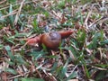 Crazy snail playing and crawling in grass