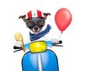 Crazy speed dog Royalty Free Stock Photo