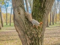 A wild squirrel runs around the park.