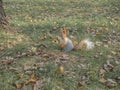 A wild squirrel runs around the park.