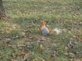 A wild squirrel runs around the park.