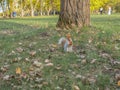 A wild squirrel runs around the park.