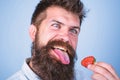 Crazy about strawberry. Man handsome hipster with long beard eating strawberry. Hipster enjoy juicy ripe red berry. Man Royalty Free Stock Photo