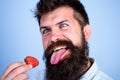 Crazy about strawberry. Man handsome hipster with long beard eating strawberry. Hipster enjoy juicy ripe red berry. Man Royalty Free Stock Photo