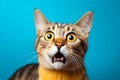 Crazy surprised cat make big eyes. Emotional funny cat looking shocked. Generative AI