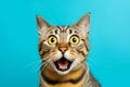 Crazy surprised cat make big eyes. Emotional funny cat looking shocked. Generative AI