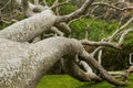 Crazy tree Royalty Free Stock Photo