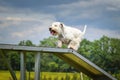 Crazy white dog is running in agility park on dog walk.