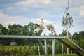Crazy white dog is running in agility park on dog walk.