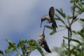 Crazy About You- humming bird fun - Royalty Free Stock Photo