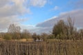 Creak with reed and bare trees in the marsh in th Flemish countryside Royalty Free Stock Photo
