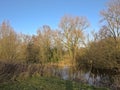 Creak with reed and bare trees in the marsh in th Flemish countryside Royalty Free Stock Photo