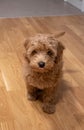 Cream Australian Labradoodle puppy, photos taken indoors. Royalty Free Stock Photo