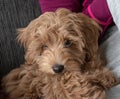 Cream Australian Labradoodle puppy, photos taken indoors. Royalty Free Stock Photo