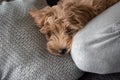 Cream Australian Labradoodle puppy, photos taken indoors. Royalty Free Stock Photo