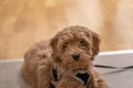 Cream Australian Labradoodle puppy, photos taken indoors. Royalty Free Stock Photo