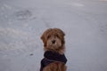 Cream Australian Labradoodle puppy, photos taken in winter landscape. Royalty Free Stock Photo