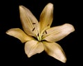 cream blooming lily flower with pollen isolated on black background. Studio close-up shot. Royalty Free Stock Photo