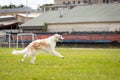 Cream borzoi outdoor on dog show at summer Royalty Free Stock Photo