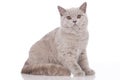 Cream british short hair cat sitting Royalty Free Stock Photo