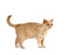 Cream British Shorthair Domestic Cat, Female standing against White Background Royalty Free Stock Photo