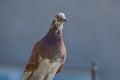 A pigeon looking for food