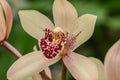A Cream and Burgundy Colored Orchid