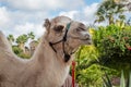 Cream Camel in a Harness with Palm Trees Royalty Free Stock Photo