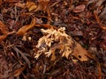 Cream Carrageen Moss on Brown Seaweed Royalty Free Stock Photo