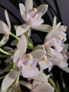 Cream colered Cymbidium orchid Royalty Free Stock Photo