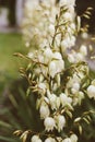 Cream color blossoms on flower stalk, Creamy White Blooms on Flowering Branch with Clear Blue Heavens, Yellowish flowers on