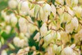 Cream color blossoms on flower stalk, Creamy White Blooms on Flowering Branch with Clear Blue Heavens, Yellowish flowers on