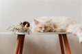 Cream color cute Ragdoll cat sleeping on small table with flowers Royalty Free Stock Photo