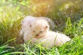 Cream color kittens in green grass. Little baby cats in summer garden