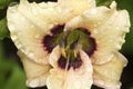 Cream color lily flower with raindrops in New Hampshire Royalty Free Stock Photo