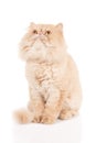 Cream color persian cat sitting, looking up and waiting