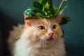 Cream color ragdoll cat wear green leaf Garland, sitting on the dark blue sofa Royalty Free Stock Photo