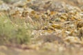 Cream-colored courser (Cursorius cursor) foraging in the arid landscape of Fuerteventura Spain.