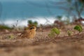 Cream-colored Courser Cursorius cursor Royalty Free Stock Photo