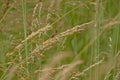 Cream colored flowering grass halm,poaceae Royalty Free Stock Photo