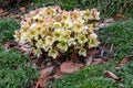 Cream colored flowers with maroon highlights of a hellebore plant blooming in a winter garden, as a nature background Royalty Free Stock Photo