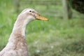 Free range cream colored duck