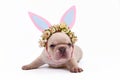 Cream colored French Bulldog puppy dressed up as easter bunny with paper rabbit ears headband with flowers on white background Royalty Free Stock Photo