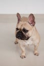 Cream-colored french bulldog puppy is standing on tiled floor. P